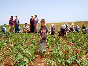 Tarımdaki istihdamın yüzde 83'ü kayıtdışı