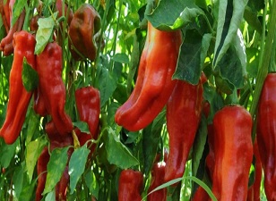 İsot'un tarladan sofraya 'acı' yolculuğu