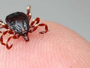 Böbrek şikayetiyle gitti, KKKA teşhisi konuldu