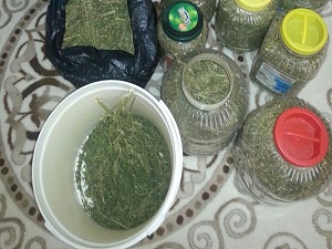 Turşu bidonuna 'bonzai' kurdular