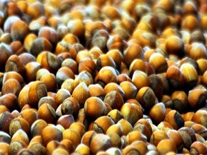 Parayı fındığa yatıran yaşadı