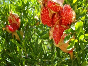Alzheimer'a karşı nar çok faydalı