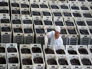 Marmarabirlik organik zeytin pazarına göz dikti