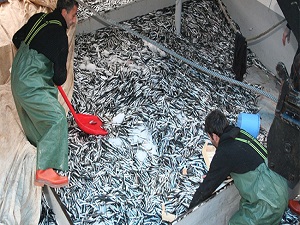 Balıkçılar 'vira bismillah' demeye hazırlanıyor