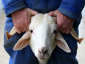 Diyanet'ten kurban hazırlığı