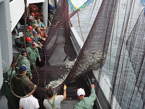 Trabzon'da balıkçılar vira bismillah dedi
