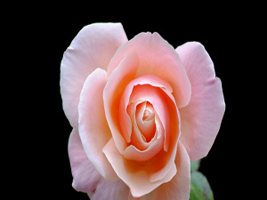 İnsanoğlu sabahladığında bütün organları diline şöyle yalvarır