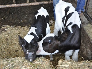 Türkiye, hayvancılıkta ithalatçı ülke konumunda