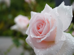 Allah birinize bir servet ihsan ettiğinde önce...