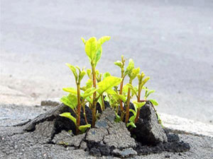 'Ol der oluverir' ayetine Risale-i Nur yaklaşımı