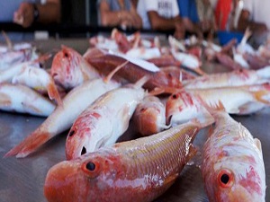 Uzmanlar uyarıyor: Bu balıkları sakın almayın!