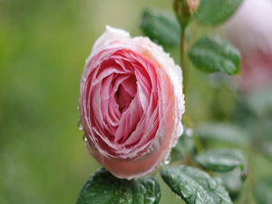 Bir meclise vardığınızda yer verilirse oturun, yoksa...