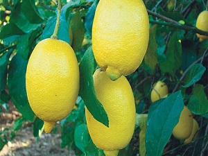 Fiyatı düşen limon yatağa girdi
