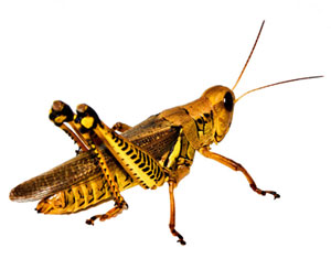 Çekirgeler ABD'yi istilaya hazırlanıyor