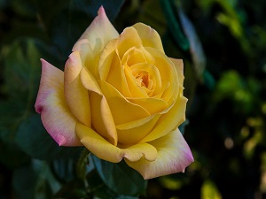 Biriniz geğirdiği veya aksırdığında sesini yükseltmesin