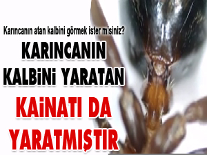 Karıncanın kalbini yaratan Kainatı da yaratmıştır