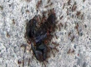 Karıncalar akrebi böyle taşıdı