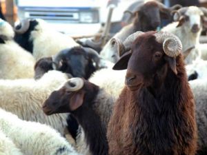 Hayvan Yetiştiricileri Kurbanlık İthaline Karşı