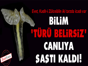 Bilim, 'türü belirsiz' canlıya şaştı kaldı!