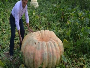 450 kiloluk bal kabağı yetiştirdi