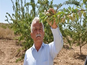 Çiftçinin yeni umudu 'badem'