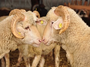 Kurbanlık temininde sıkıntı yaşanmayacak