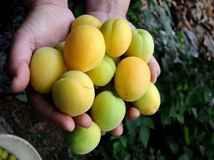 Kayısı fiyatında artış sürecek