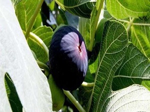 İncirdeki fiyat düşüşlerine üretici tepkisi