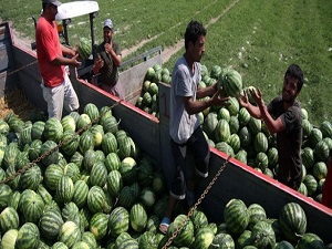 Sezon sonu tarla karpuzu 1 TL