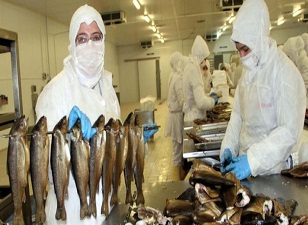 Keban'dan Avrupa'ya alabalık ihracatı