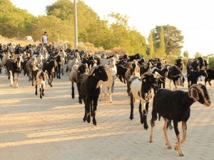 Çobanlar Kurban Hazırlıklarını Tamamladı