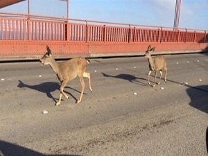 Dünyaca ünlü asma köprüyü geyikler bastı