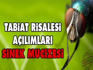Tabiat Risalesi açılımları: Sinek mucizesi