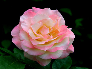 İmanın zirvesi şu dört haslettir