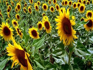 Ayçiçeği bu üretimde kullanılacak