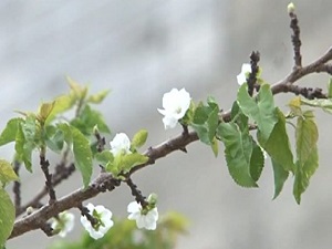 Kayısı ağacı Eylül ayında çiçek açtı