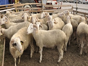 Cansuyu, Kurban Bayramı Çalışmalarına Başladı