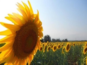 Tahıl Ambarı yağ deposu oldu