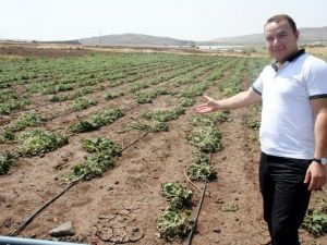 Çiftçi Susuzluk Nedeniyle Ürün Ekmeyi Bıraktı
