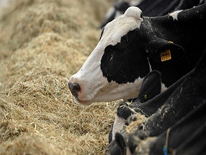 Türkiye Diyanet Vakfı kurban fiyatlarını açıkladı