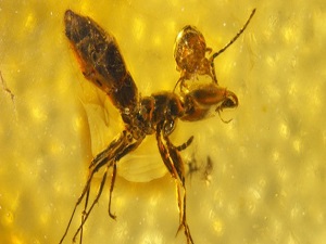 50 milyon yıllık karınca bulundu