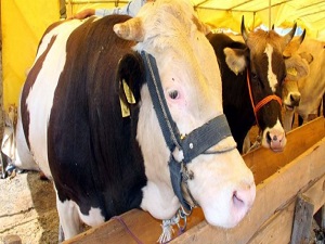 Kurbanlıklar pazara indi! İşte ilk fiyatları