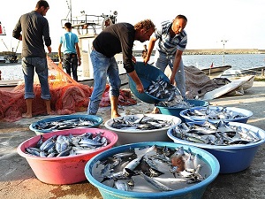 Karadeniz'de palamut bereketi