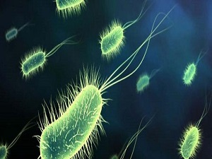 Sıtma, eboladan daha ölümcül