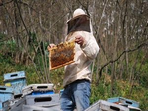 Arı çobanları geliyor