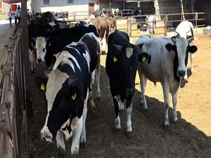 İşte İstanbul'da kurbanlık fiyatları