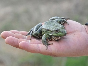 Yılda 8 milyon dolarlık kurbağa ve salyangoz ihraç ediyorlar