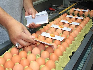 Yumurta üretimi yüzde 11,2 azaldı