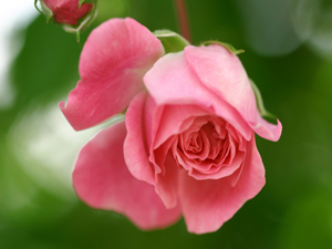 Kulun kalbine dua etme arzusu geldiğinde...