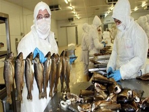 Keban'dan Avrupa'ya alabalık ihracatı